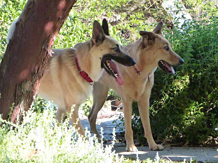 chinook dog