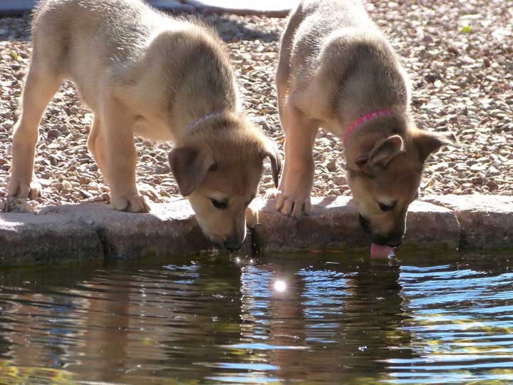 Chinook Puppies: Sun God Litter - Week 8