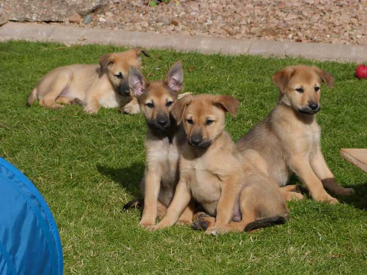Chinook Puppies: Sun God Litter - Week 8
