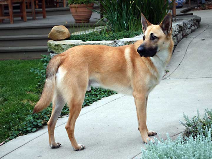 chinook dog