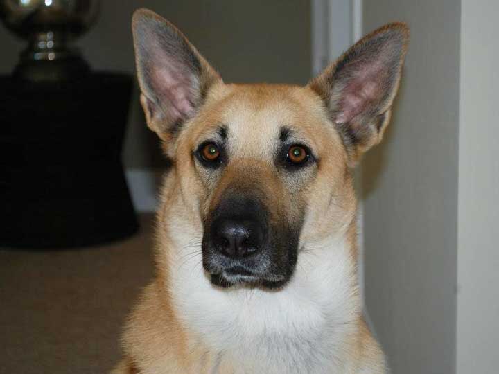 chinook dog