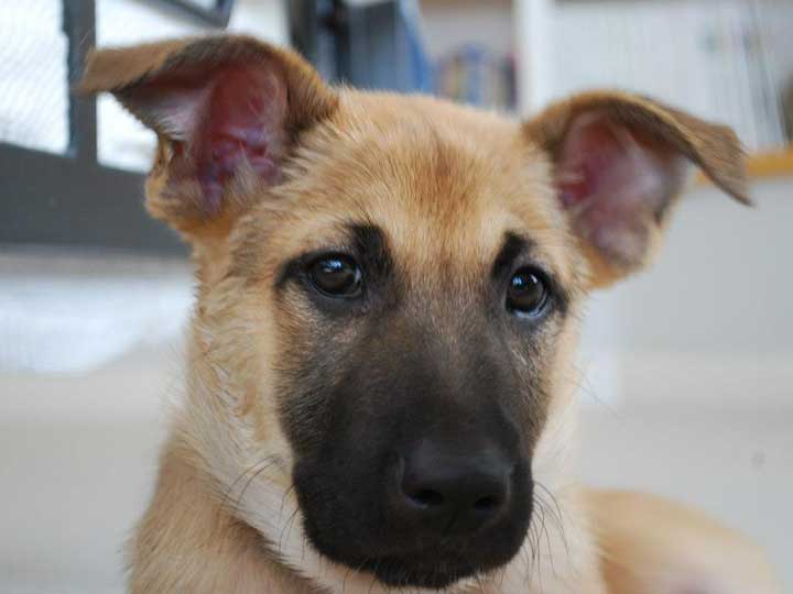 chinook dog