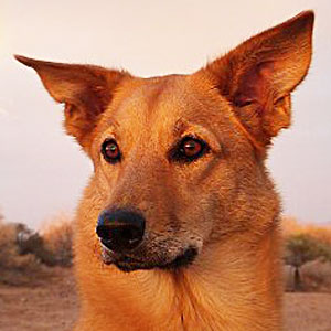 chinook dog