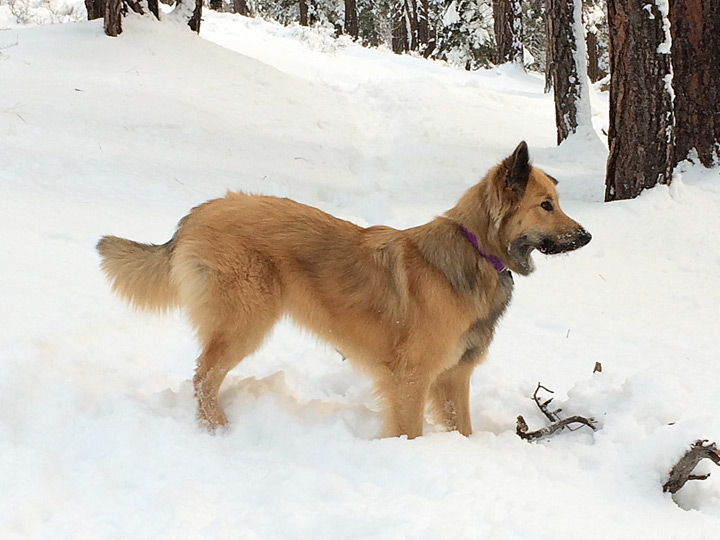 chinook dog