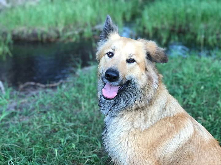 chinook dog
