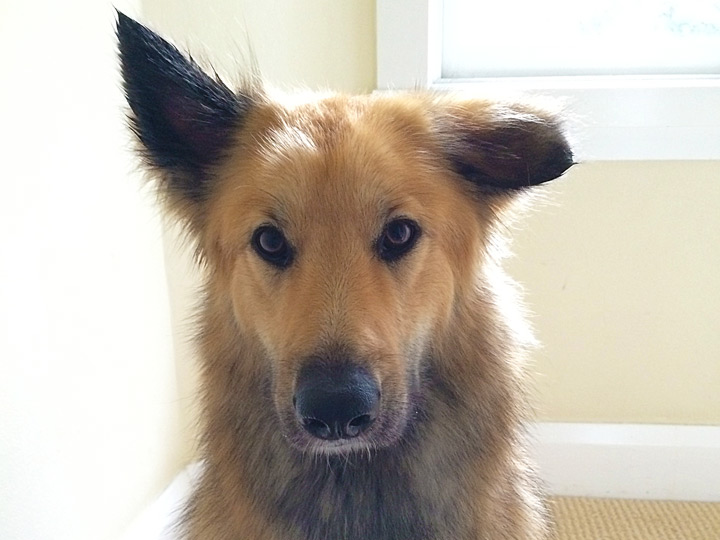 chinook dog