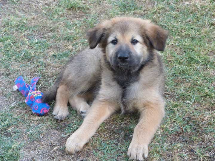 chinook dog