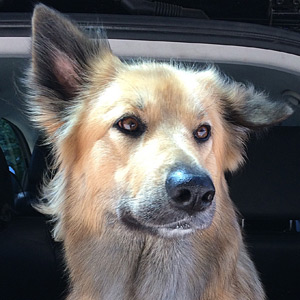 chinook dog