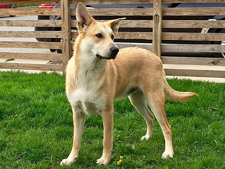 chinook dog