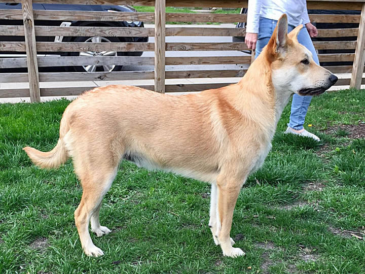chinook dog