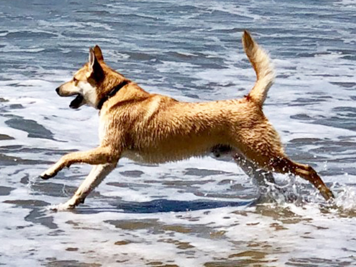 chinook dog