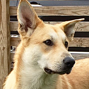chinook dog