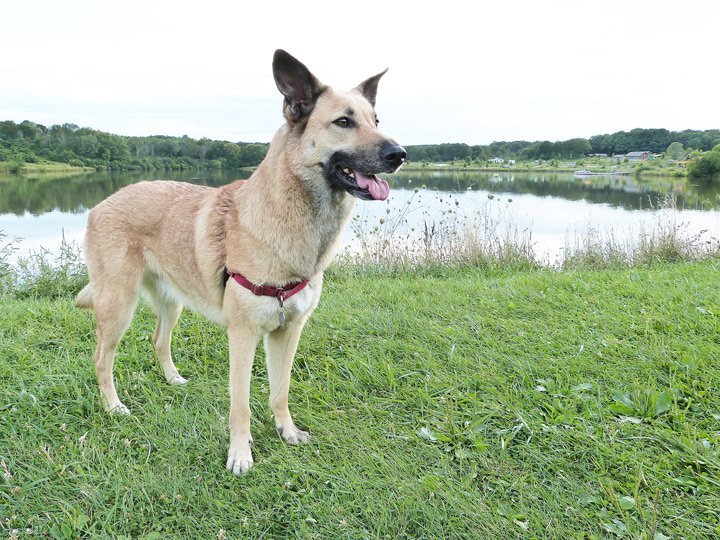 chinook dog