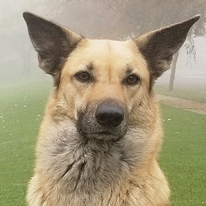 chinook dog