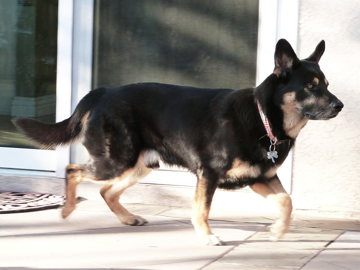 chinook dog