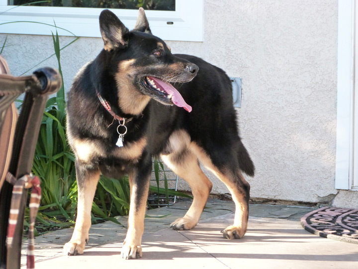 chinook dog
