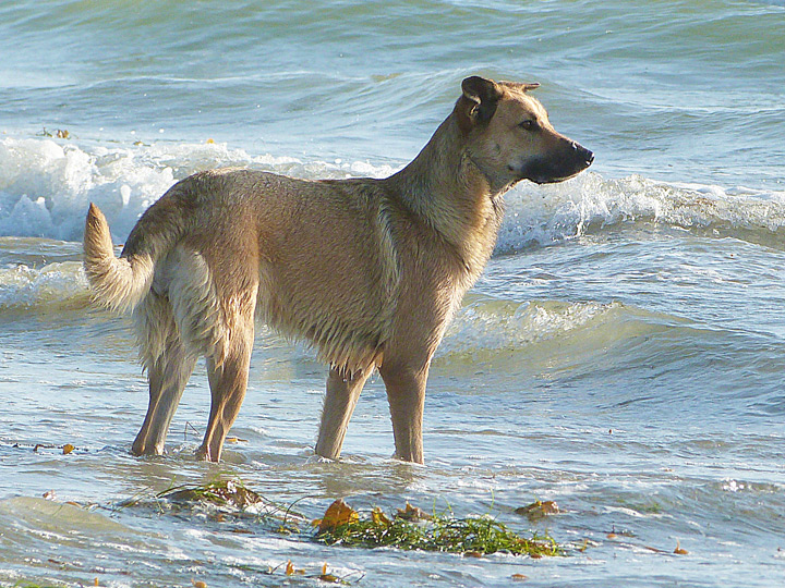 chinook dog