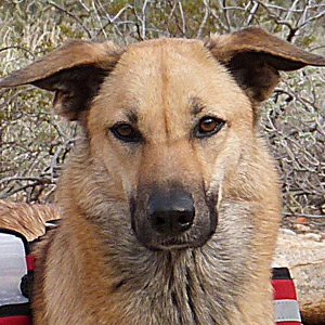 chinook dog