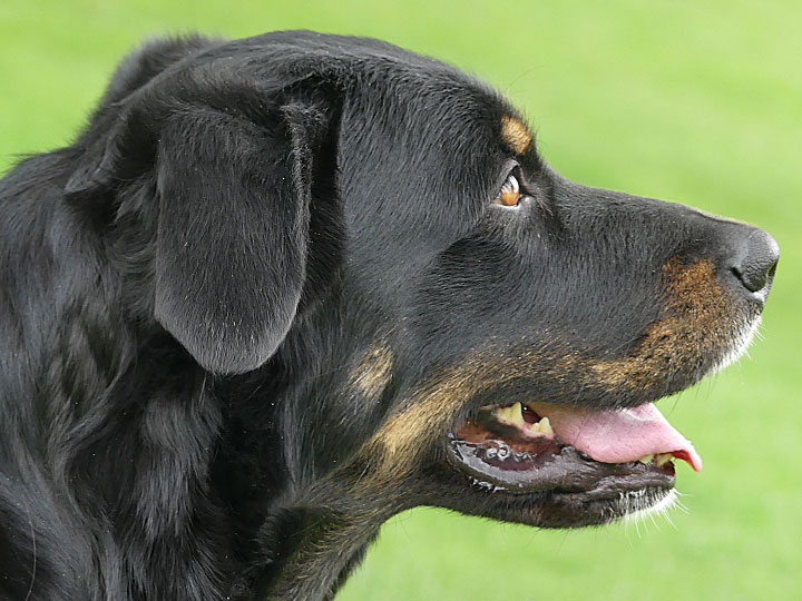 chinook dog