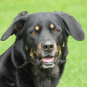 chinook dog