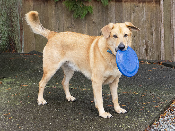 chinook dog