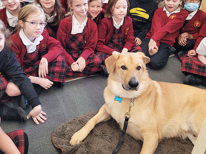 chinook dog