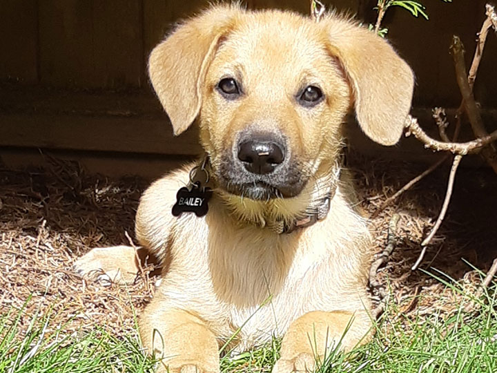 chinook dog