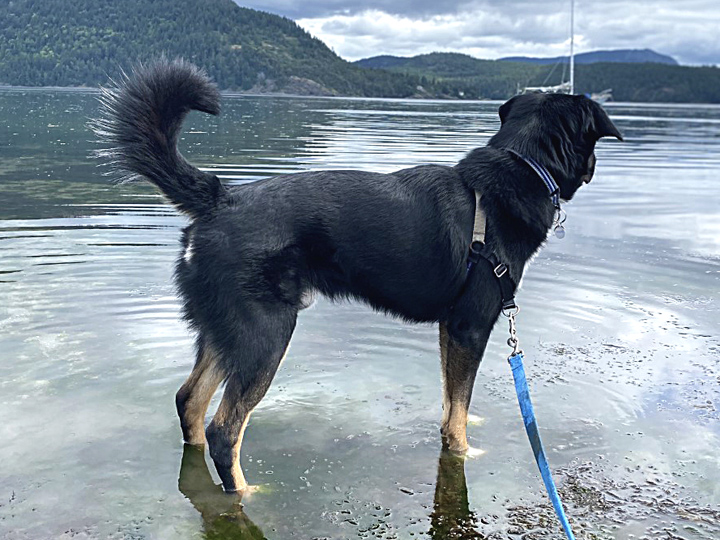 chinook dog