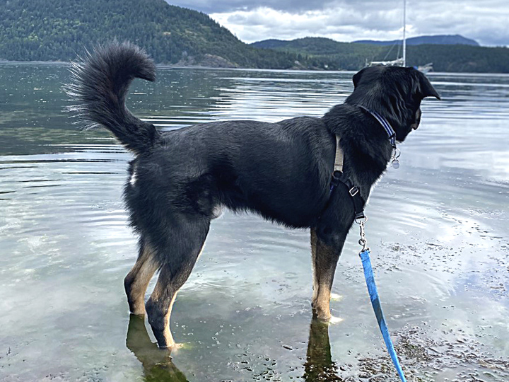 chinook dog