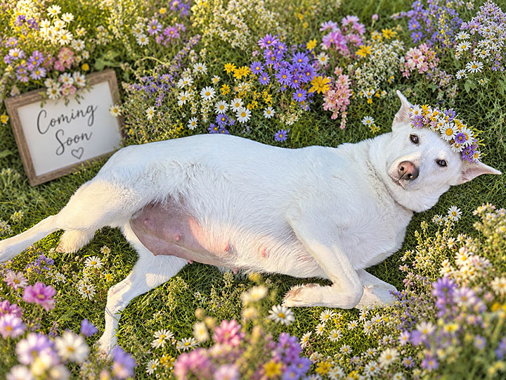 chinook dog
