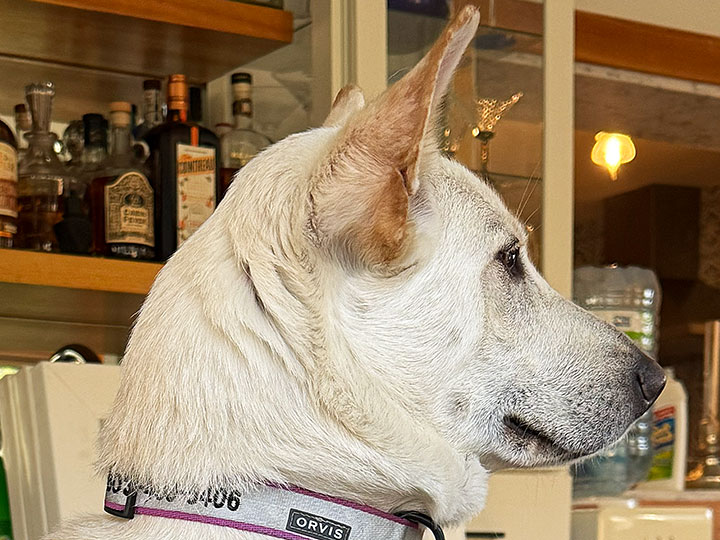 chinook dog