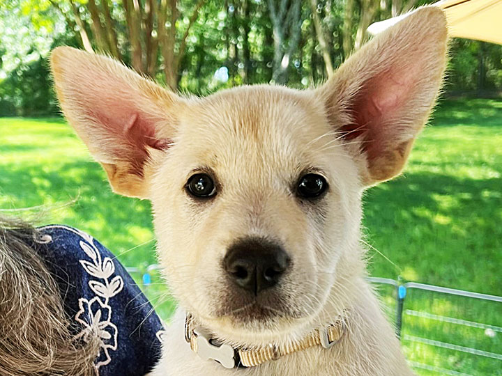 chinook dog