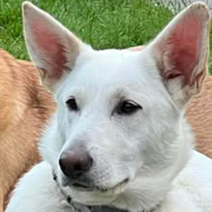 chinook dog