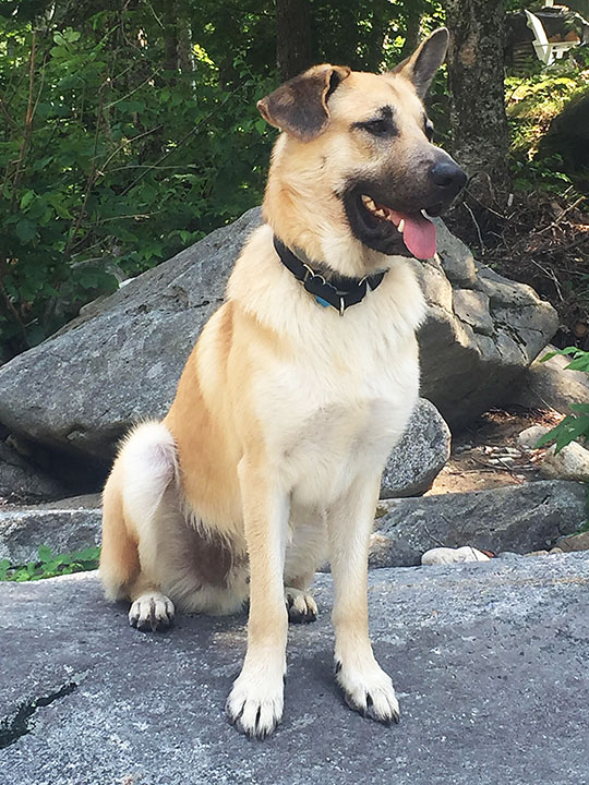 chinook dog