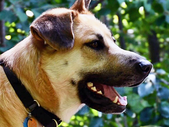 chinook dog
