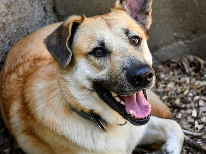 chinook dog