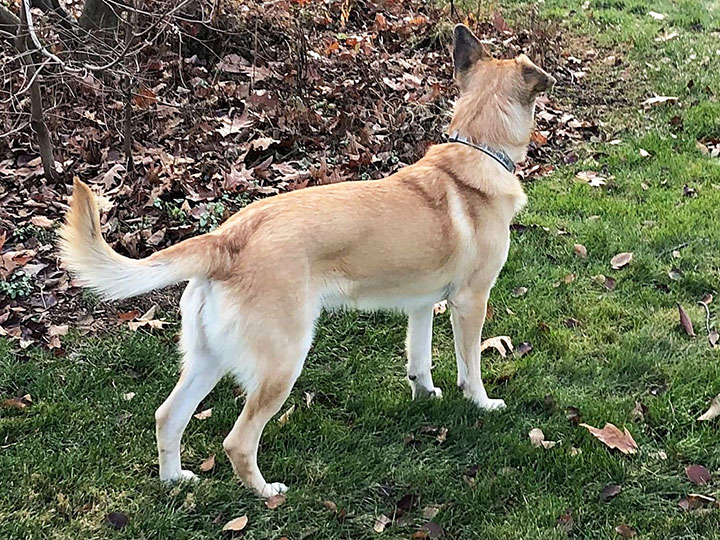 chinook dog