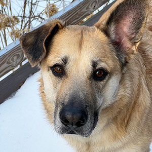 chinook dog