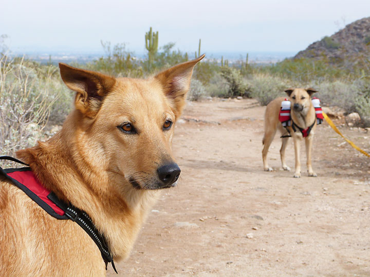 chinook dog