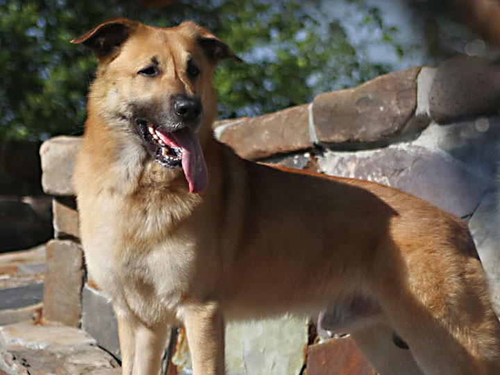 chinook dog
