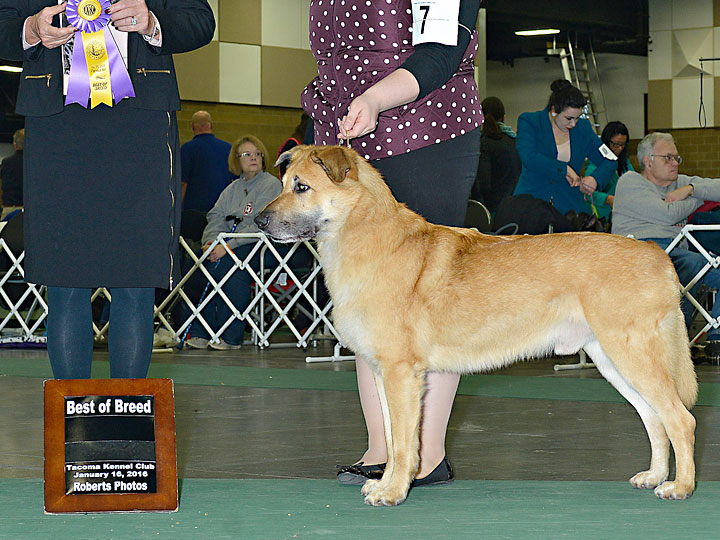 chinook dog
