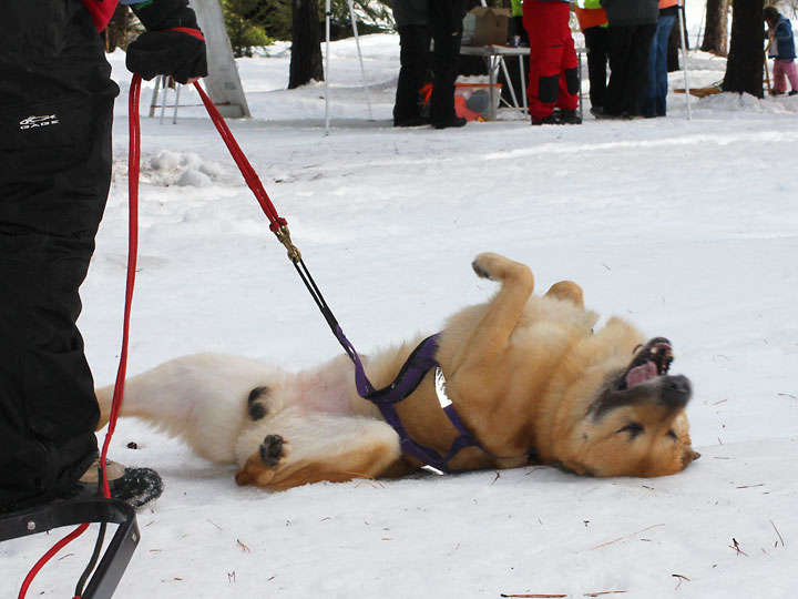 chinook dog