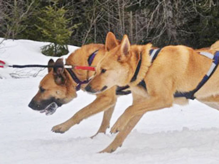 chinook dog
