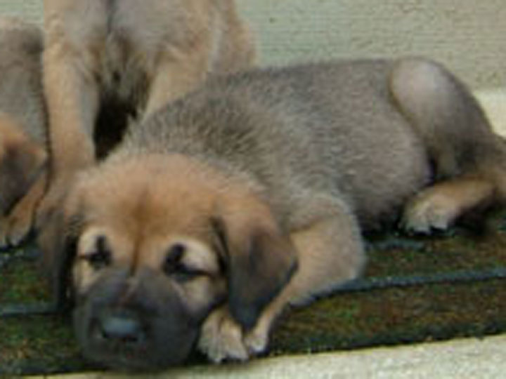 chinook dog