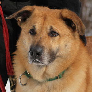 chinook dog