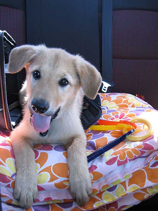 chinook dog