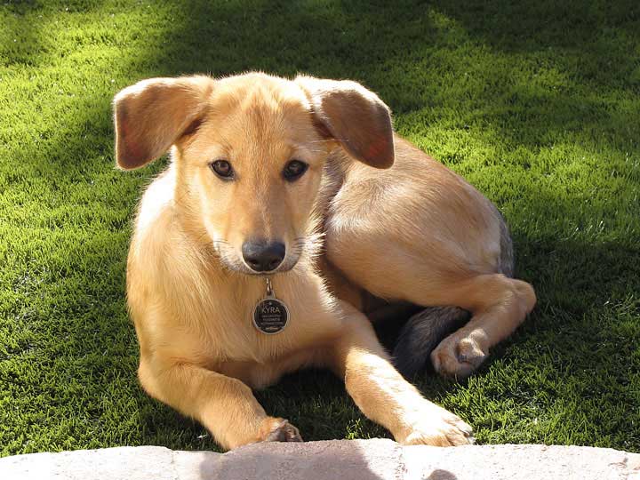 chinook dog