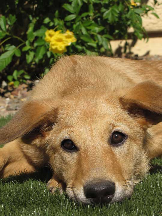 chinook dog