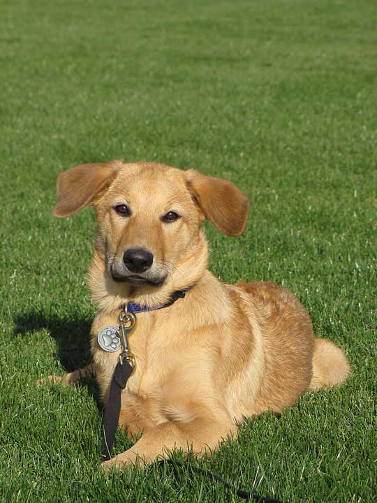 chinook dog