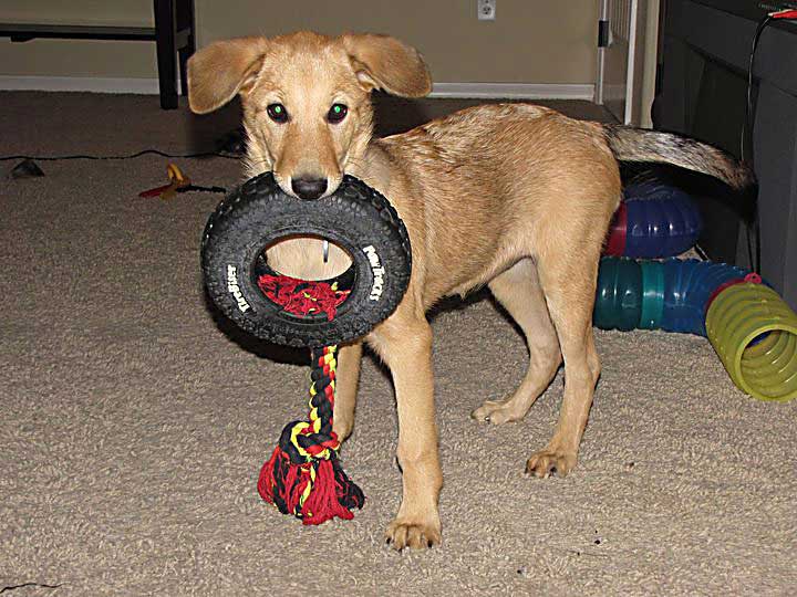 chinook dog